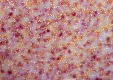 Pink Dahlia Broken Petals Acrylic - 1/8" (3mm) *READ DESCRIPTIONS*