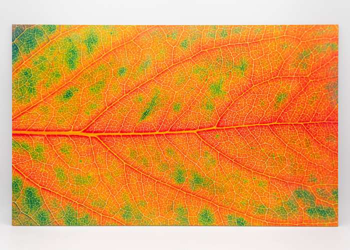 Leaves 2 uniBoard MDF - 1/8" (3mm)